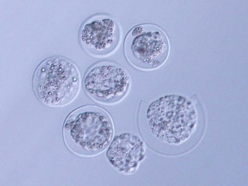 排卵后卵子会停留几天，排卵后卵子在哪里停留