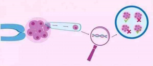 a卵b怀男孩,武汉私立供卵试管助孕机构同性恋可以做吗？