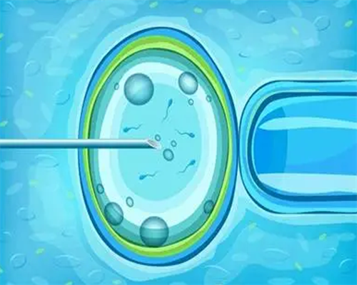 可靠的供卵,泰国试管助孕流程中为什么要坚持养囊？