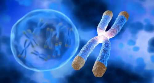 供卵代怀借卵生子,香港助孕供卵代怀婴儿胎停双方需要查哪些？