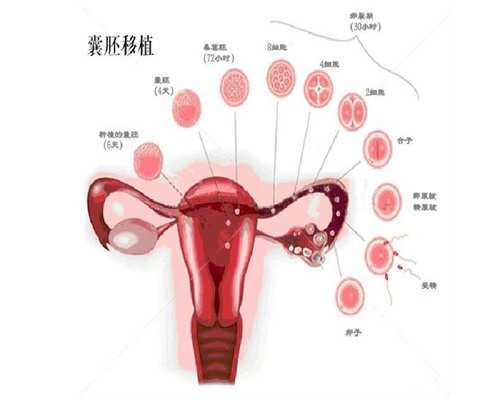 a卵b怀算b的基因吗,供精供卵同性试管助孕机构哪里找