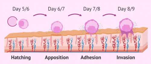 代生孩子,供卵想要男孩,做天水助孕供卵代怀婴儿如何确定成功助孕