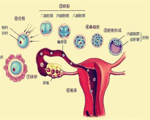 供卵助孕可选性别吗,崇左助孕骗子公司有哪家「广西三大助孕公司」