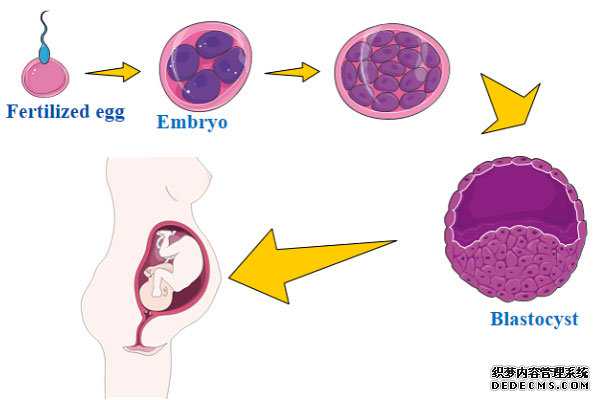 捐卵网_有几家供卵医院  _未成熟卵母细胞获取及其IVM培养，IVM已应用于试管婴